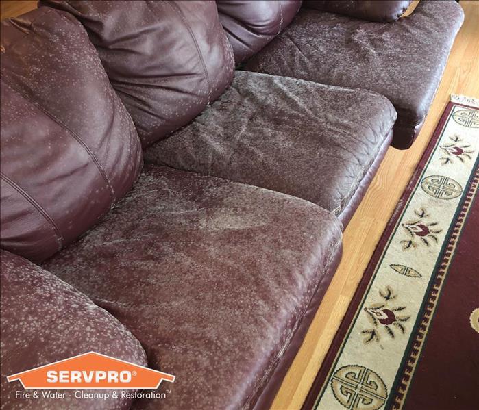 mold damaged couch