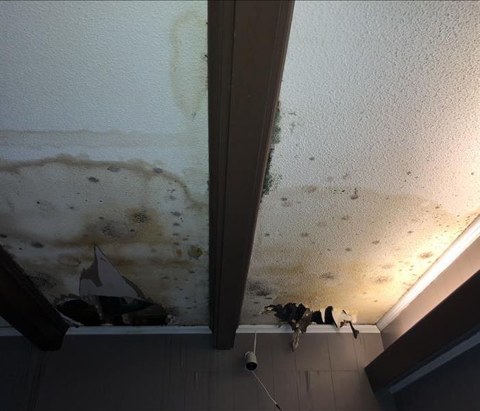 Mold damage to the ceiling inside a home